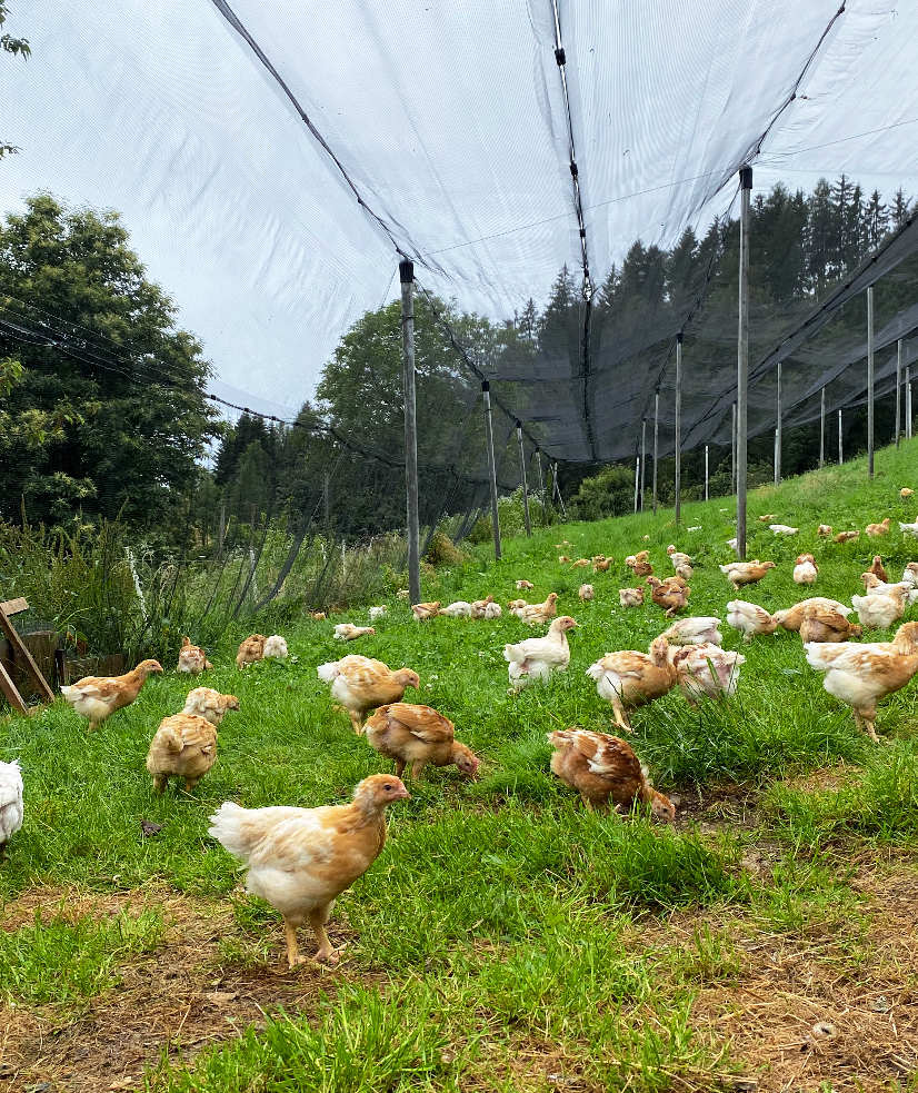 Ekološka kmetija Kurnik kokoške v naravi