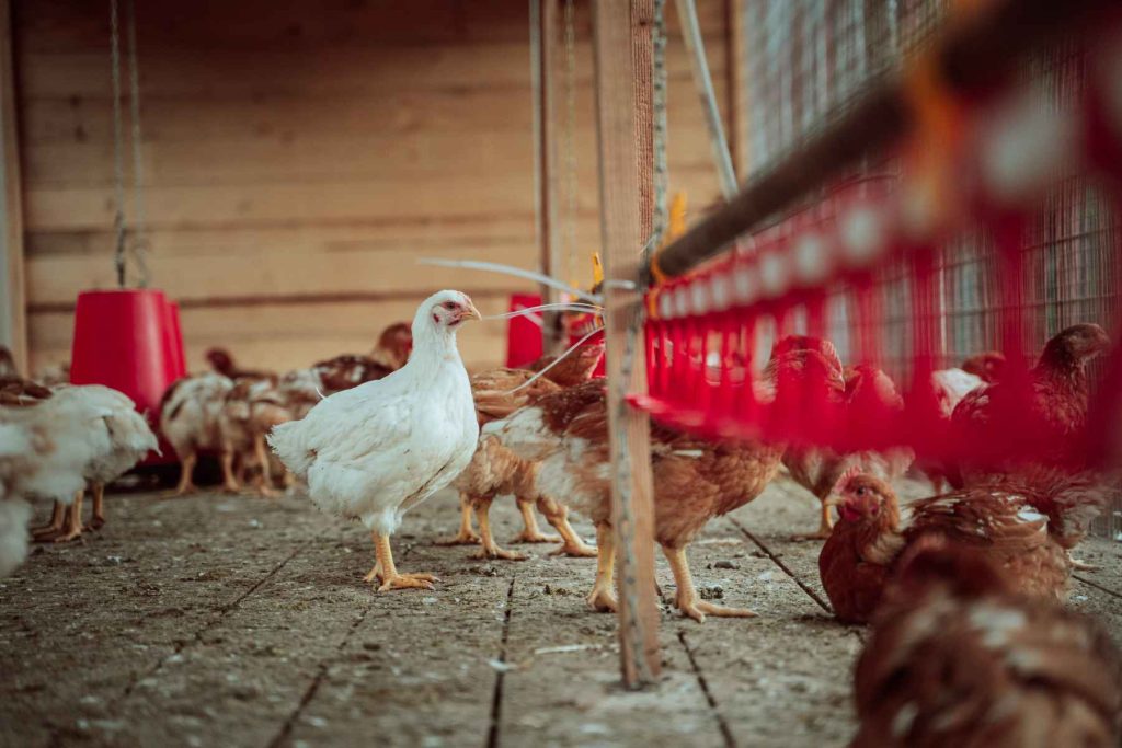 Ekološka kmetija Kurnik kokoš