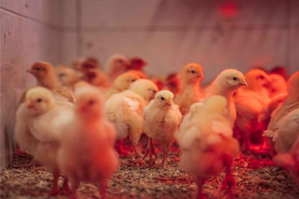 Eko Pišek piščančki