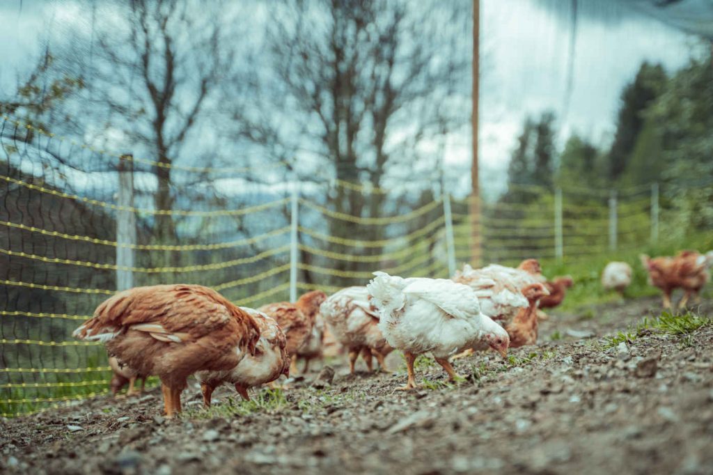 Ekološka kmetija Kurnik kokoš v naravi